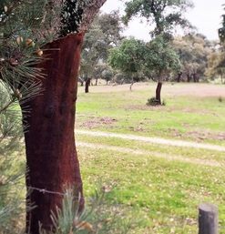Cork oak tree
