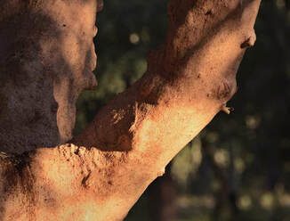 Cork oak after harvest