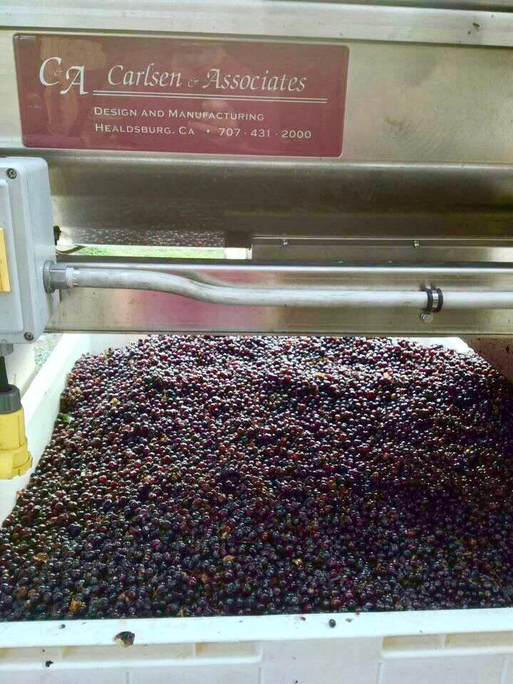 Clean Merlot in a bin after a Puleo Vega 10 destemmer
