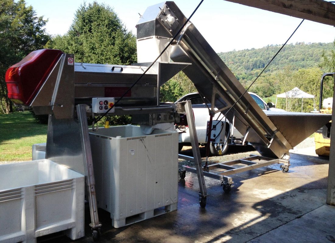 Carlsen incline belt conveyor feeding a destemmer